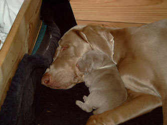 Hier twittert Anne Schuck als Weimaraner Kurzhaar Züchterin für den Zwinger vom Forsthaus Gehegemühle http://t.co/UTYF92JsJh