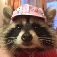 ccmapachitos 🦝 (@ccmapachitos) 's Twitter Profile
