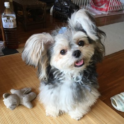 raika_kisaragi's profile picture. 天官賜福にどハマり中。花怜🦋🌸。その他、本好きの下剋上なども好物。無言フォロー失礼します。