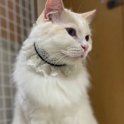 クリームバイカラーのラグドール、アミール君💕ブルーポイントミテッドのラグドール、ラニーちゃん💕に加え、猫カフェmfmf からノルウェージャンmixのオスカル君💕がやって来ました💕手作り猫じゃらしの製作販売 🐾Atelier Nekoto🐾