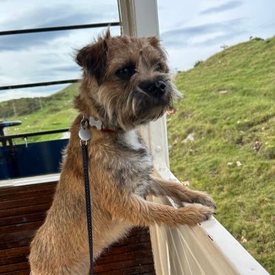 Border Terrier from Manchester. Great, Great, Great Granddaughter of @BorderWillow 🌈 Proud member of the #BTPosse