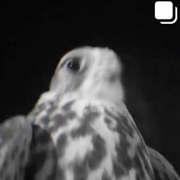 lr_1a's profile picture. "ماعنديي إلا القصيد يترجم احزاني"