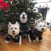 Dog333 🐾🐾🐾 (Jimmy, Dodger and Mom) (@dog333) Twitter profile photo Dog333 🐾🐾🐾 (Jimmy, Dodger and Mom) (@dog333) Twitter profile photo