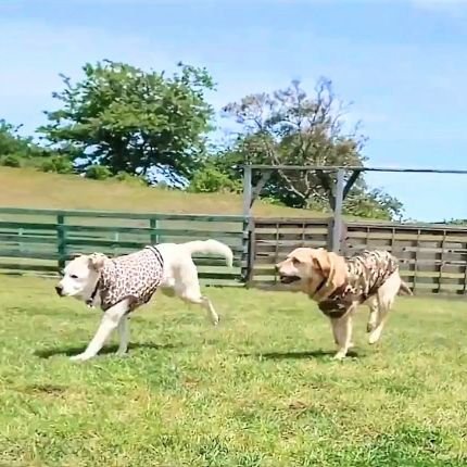 元盲導犬 (16歳10ヶ月)/(4歳9ヶ月) との散歩&暮らし🦮、ときどき自転車・徒歩圏内での美術鑑賞&お迎えした作品🖼️、スポーツ🏃🏊⚾⚽、家族について呟いています 🙇