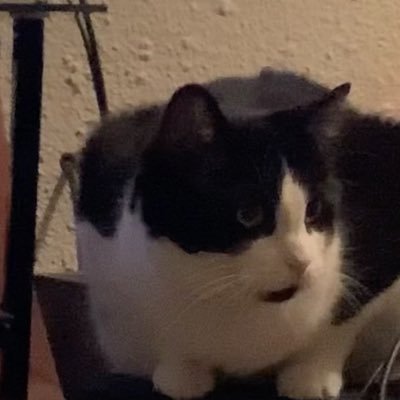 linthesis's profile picture. hearthstone @swagoigaming