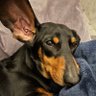 adamsolo's profile picture. General relativist, moral absolutist, dachshund dad, long-suffering Mets fan, recovering flamencoholic, mostly positive (metric signature only), Jew.