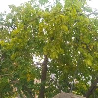 پسر شیخ نایف (@drhajfarhan61) 's Twitter Profile Photo پسر شیخ نایف (@drhajfarhan61) 's Twitter Profile Photo