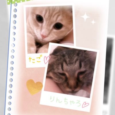 突如として迷い込んできた「たごさく」と「りんちゃろ」🐱🧡💚✨先輩猫達もたくさん登場します♡ʾʾ ︱気になった方無言フォロー失礼します( ˃˂ )՞՞ ︱すべての子に幸あれ💗 ︱ DM✗