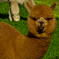 Eun Kyoung Choe (@slowalpaca) 's Twitter Profile