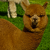 Eun Kyoung Choe (@slowalpaca) Twitter profile photo Eun Kyoung Choe (@slowalpaca) Twitter profile photo
