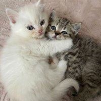 herrMes🇩🇪 (@hermes335) 's Twitter Profile