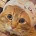 ぴぴ (@pipi2m) Twitter profile photo