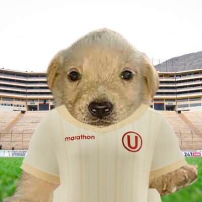 pe__perino's profile picture. ª