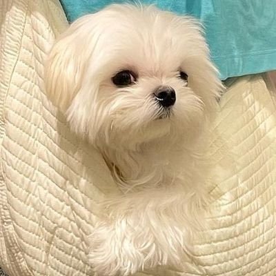 glitzytea's profile picture. 𝙡𝙚𝙩 𝙢𝙚 𝙗𝙚 𝙮𝙤𝙪𝙧 𝙬𝙤𝙢𝙖𝙣 ˚ ༘♡ ⋆｡˚