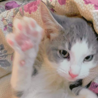 NYAAA! 🔑 Kitten of @idol_corp 💕 ママ @PokoRakun 💗パパ Fandits