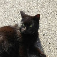 猫味噌 (@nekomiso24) 's Twitter Profile Photo 猫味噌 (@nekomiso24) 's Twitter Profile Photo