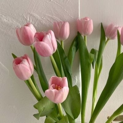 VanoAlimajied's profile picture. 