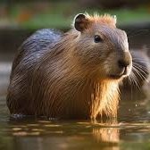 Capybaras That Heal Your Soul(@capybara_soul) 's Twitter Profile Photo