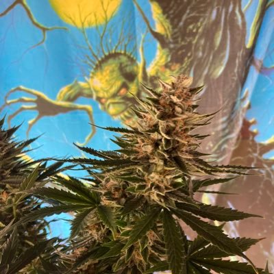 nature , hunter , fisherman , hike , grower , #MarsHydro sponsored , @Coco_pan2022 @Genetics101va