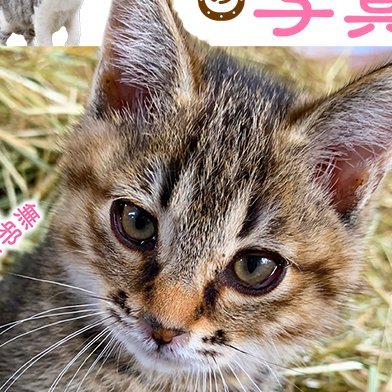 2023年11月13日(月)発売「心が癒されるかわいいねこと馬の写真」公式アカウントです。誌面の未掲載写真などを公開していきます！   ●全国のセブンイレブンまたは各ネットショップにて発売中！●公式Instagramも始めました！→https://t.co/DMrMjxRxGB