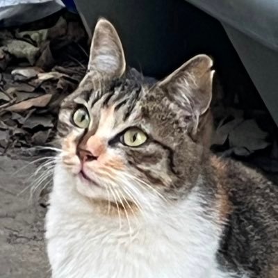 Amairo_Dry's profile picture. fgoやポケモンGOをしながら格ゲーセンスを磨くただのゲーム好き。