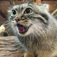 ミリンダリンダ (@tsujimuray91709) 's Twitter Profile Photo ミリンダリンダ (@tsujimuray91709) 's Twitter Profile Photo