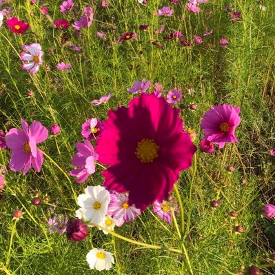 tan19037406's profile picture. 内膜症 チョコレート嚢胞(手術)子宮筋腫持ち 2019 8/31-11/27ジェノゲスト中止でミレーナ 乳腺線維腺腫があり経過観察。