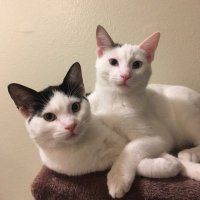 Lily & Louie’s Daddy!(@LilycatLouiecat) 's Twitter Profile Photo