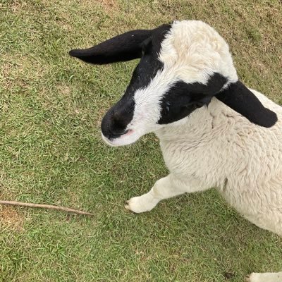 merli_ar's profile picture. 