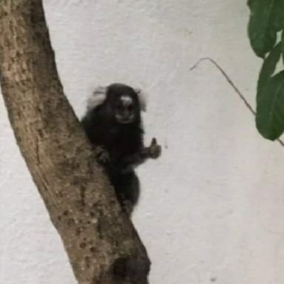Hackearam meu email,
hackearam meu site,
aí eu lancei
um canal no youtube,
valeu,
hackearam também.
Agora eu lancei
um twitter.
Me segue lá
no twitter.