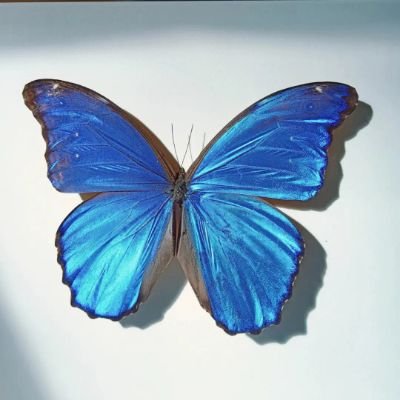 butterfly1999