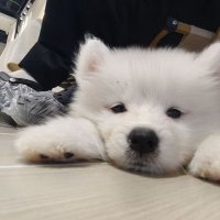 生吃豆腐 (@osborn030) 's Twitter Profile