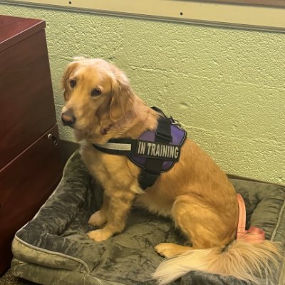Therapy Dog in Training for Maumee City Schools
