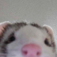 lurking account (@nilnullll) 's Twitter Profile