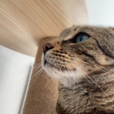 nickcarvalho09's profile picture. Futures Trader | 22 | 🇨🇦🇵🇹.Funded 100k w @ApexTraderFunding