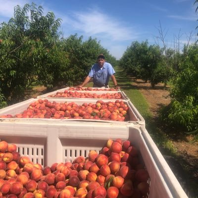 Peach Grower Extraordinaire