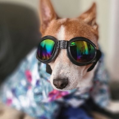 GhorakTom's profile picture. 