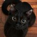 CAT'S HEAVEN (@catheaven11) Twitter profile photo CAT'S HEAVEN (@catheaven11) Twitter profile photo