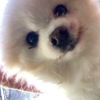 Ann Winslow (@winslowann9069) 's Twitter Profile