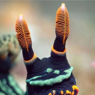 claudiariii's profile picture. 