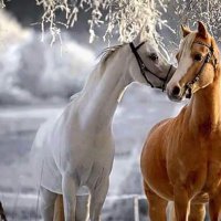 عبدالرحمن السبيعي (@abdurahman14365) 's Twitter Profile Photo