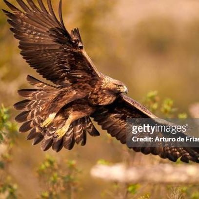 bde1956's profile picture. Soy muy cariñoso y besucón, amigo de mis amigos y muy enemigo de mis enemigos, mi amor a España, siempre 💔 💔💔🇪🇸🇪🇸🇪🇸🇪🇸🇪🇸🇪🇸🇪🇸🇪🇸🇪🇸🇪🇸🇪🇸🇺🇦