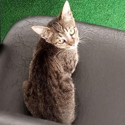 xugagug's profile picture. https://t.co/Zi3QLKOEWi 
Blues(Mavi) zevk alıcısı https://t.co/Xq32EyKdEb