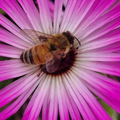 SuncoastHodla's profile picture. Responsibly long BTC