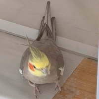 Golden River (@_goldenriver_) 's Twitter Profile