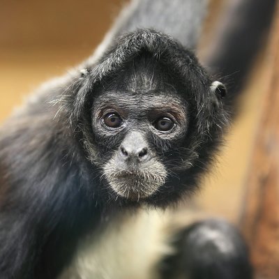 Spyder Monkey Profile
