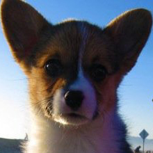 CuteWinTail's profile picture. 3 pet clips: One CUTE, one WIN, one TAIL.