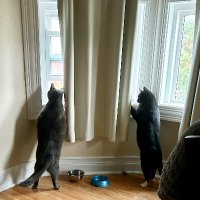 Near Window (@viragosnvixens) 's Twitter Profile Photo Near Window (@viragosnvixens) 's Twitter Profile Photo