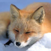 Foxyisinhell (@foxyisinhell) Twitter profile photo Foxyisinhell (@foxyisinhell) Twitter profile photo
