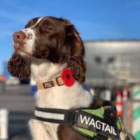 Wagtail UK(@WagtailUK_dogs) 's Twitter Profile Photo